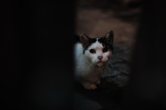 レイチェルの猫を探して