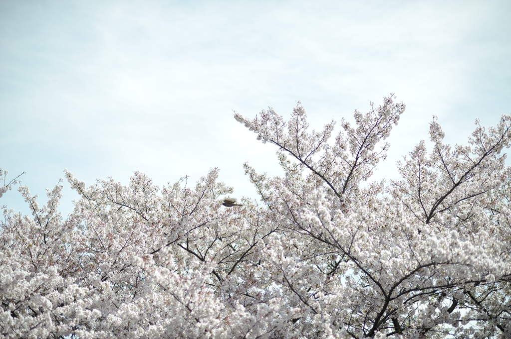 spring for tokyoites