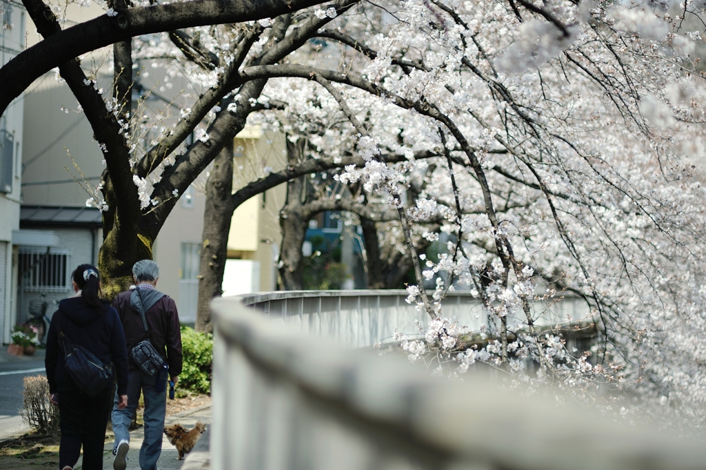 spring for tokyoites 2019