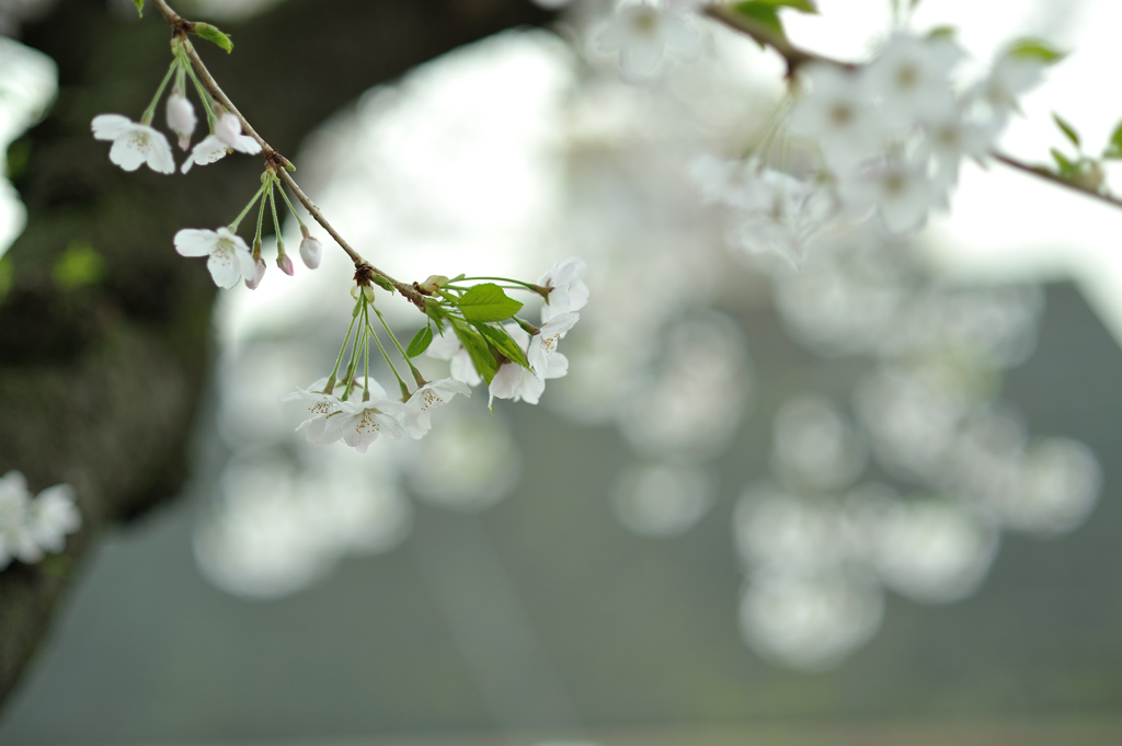 spring for tokyoites