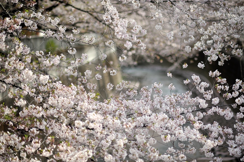 spring for tokyoites 2019