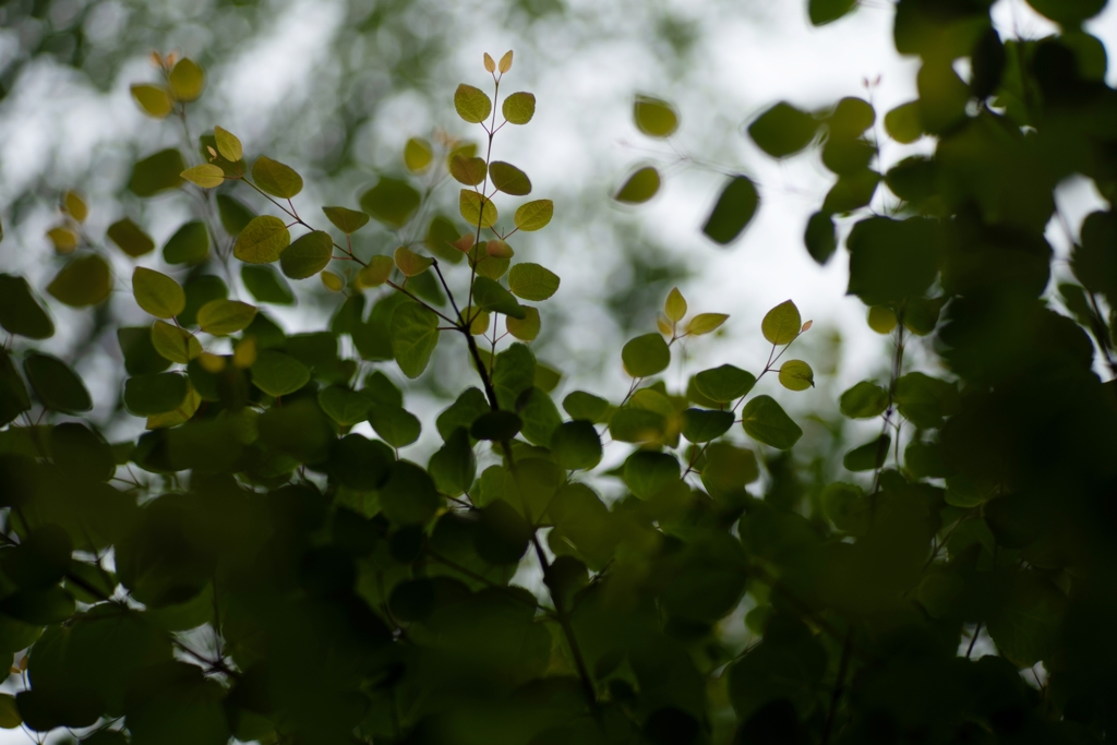 baby leaves