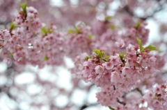 spring for tokyoites