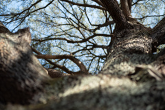 spring for tokyoites 2026