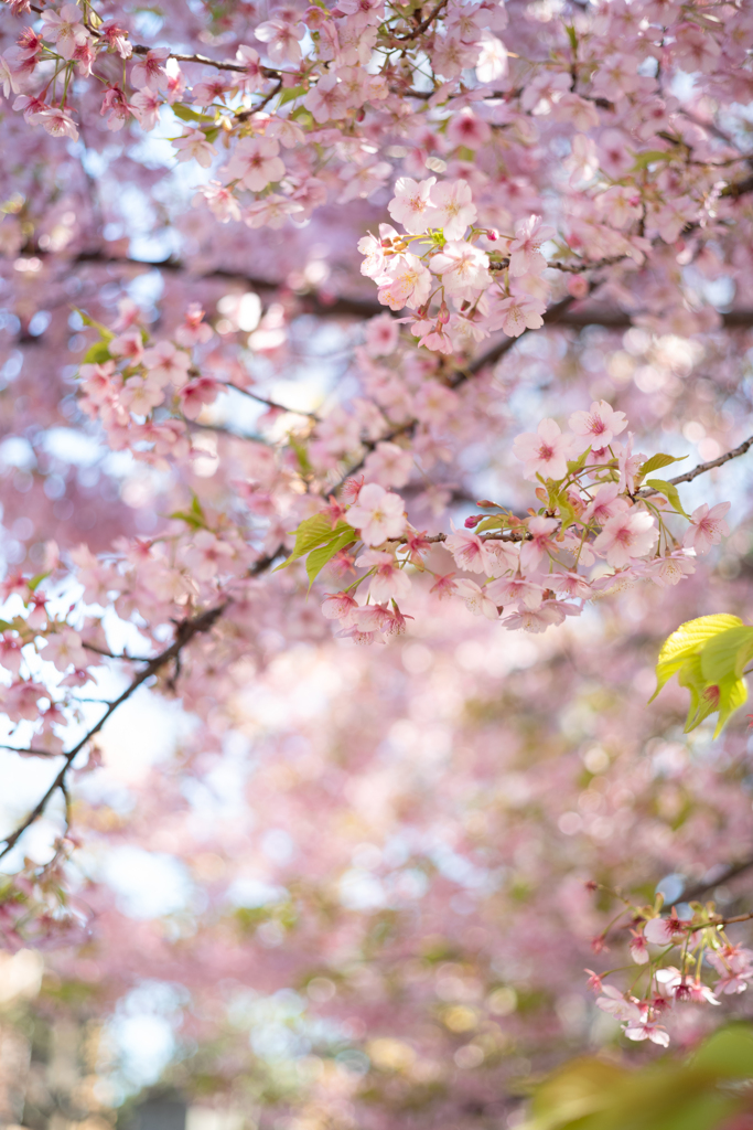 spring for tokyoites 2024