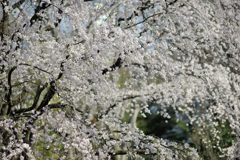 spring for tokyoites 2018