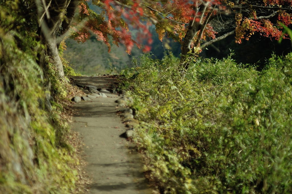 御岳渓谷の秋