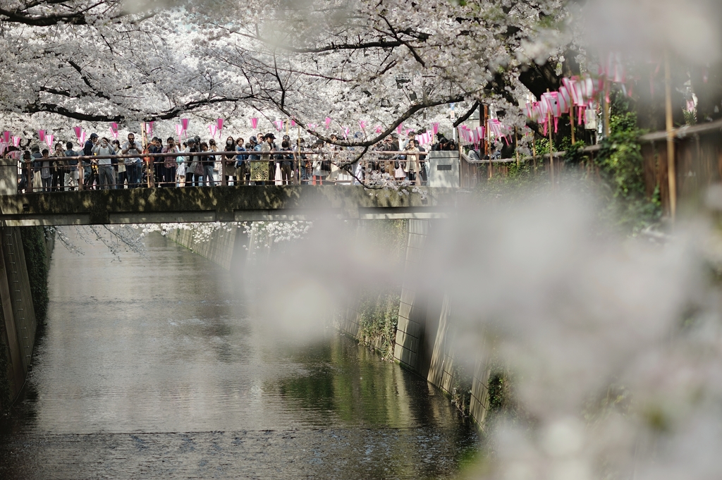 spring for tokyoites 2018
