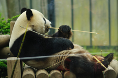 giant panda