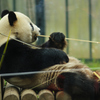 giant panda