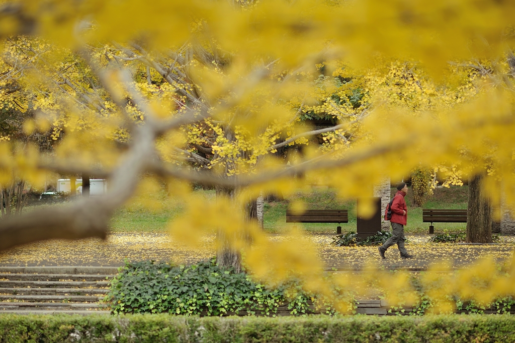 autumn for tokyoites