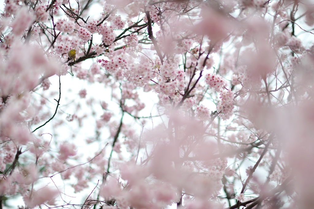 spring for tokyoites 2018