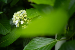 紫陽花の季節