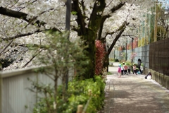 spring for tokyoites