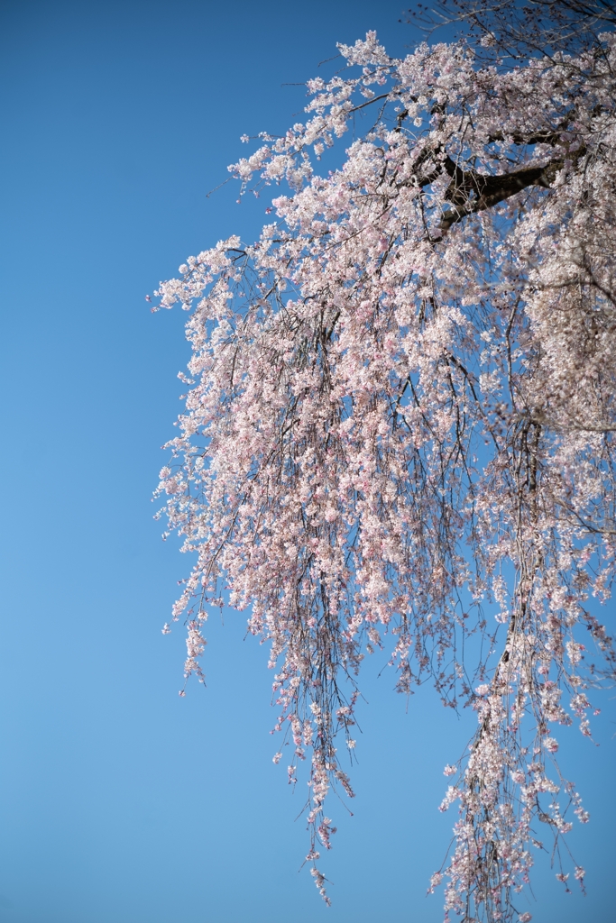 spring for tokyoites 2025