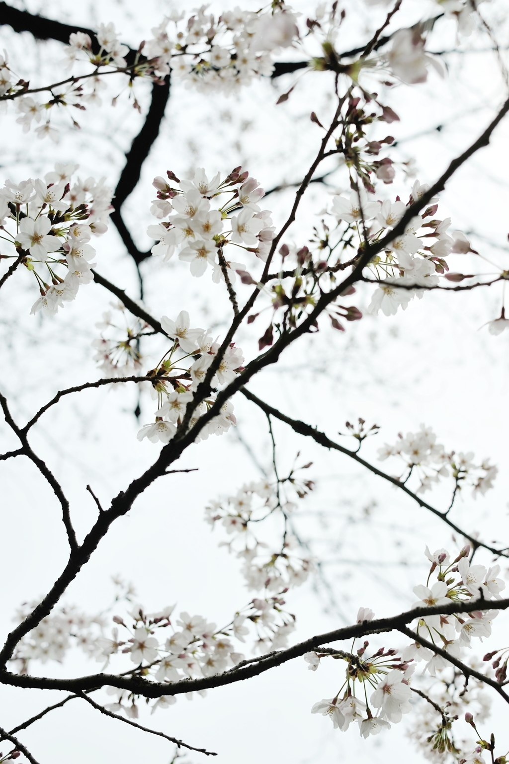 spring for tokyoites