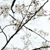 spring for tokyoites