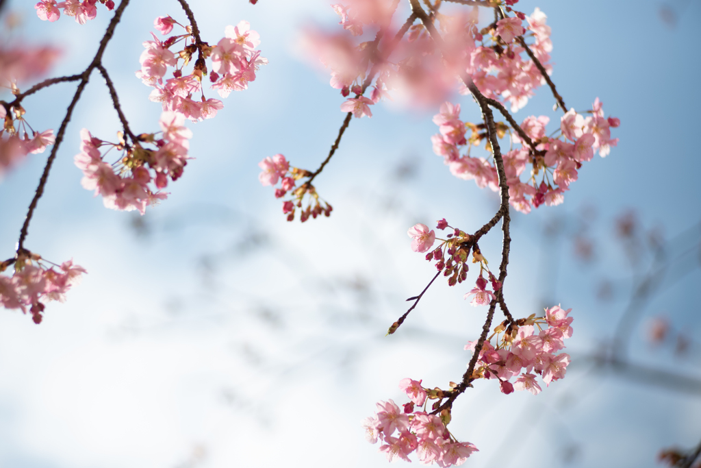 spring for tokyoites 2025