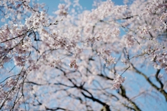 spring for tokyoites 2019