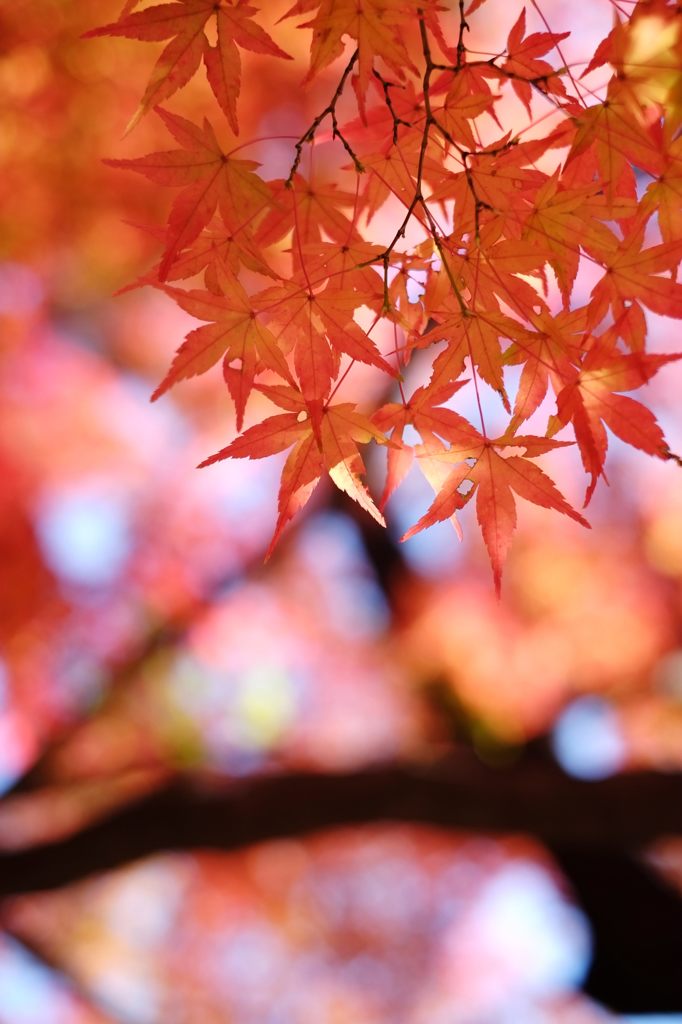 東京紅葉日和