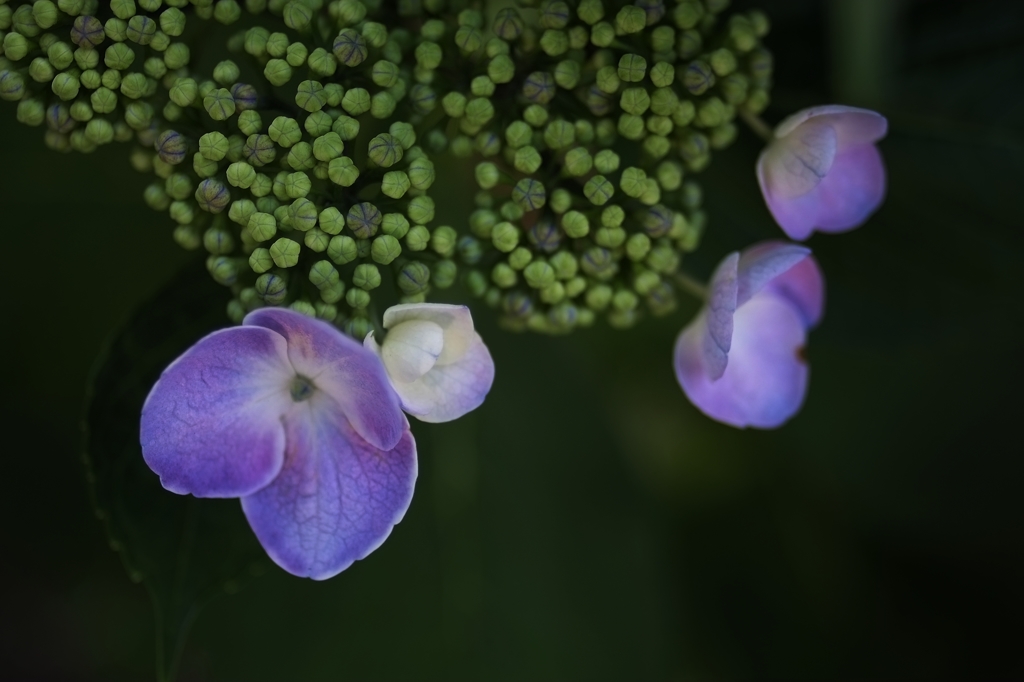 hydrangea