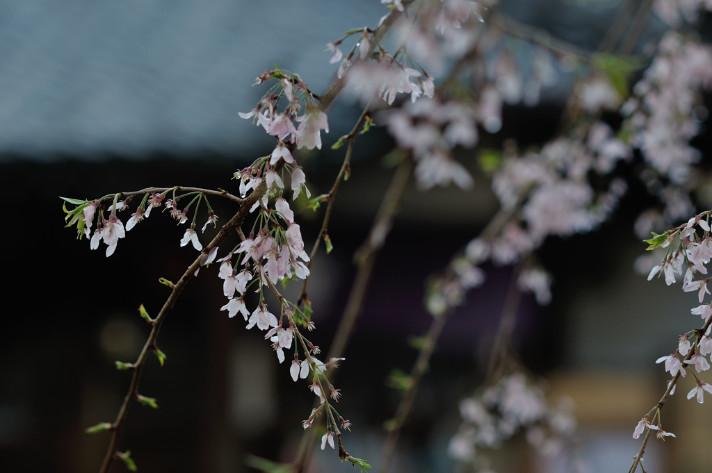 spring for tokyoites 2021