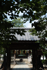 大きな桜の寺