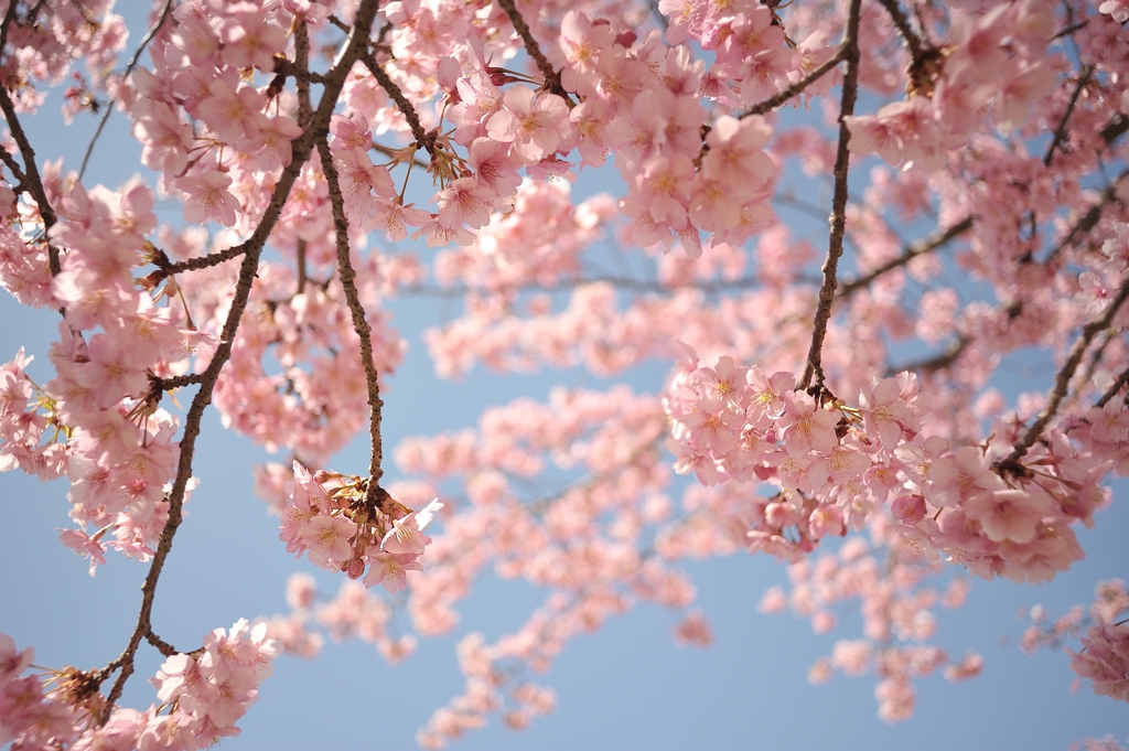 spring for tokyoites 2022