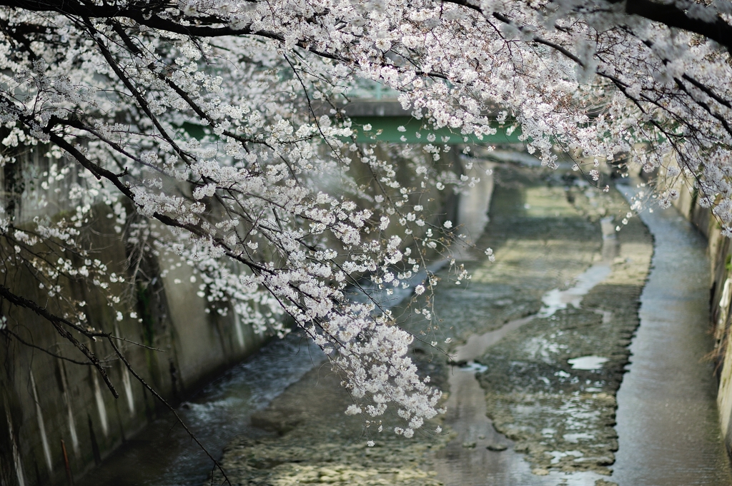 spring for tokyoites 2020