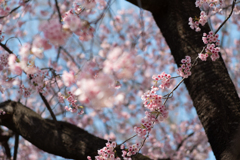 spring for tokyoites 2025