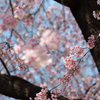 spring for tokyoites 2025