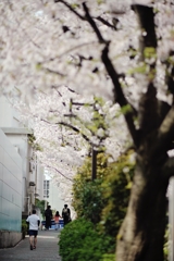 spring for tokyoites 2019