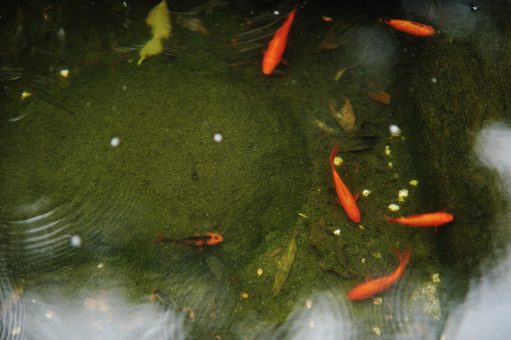 長谷寺金魚