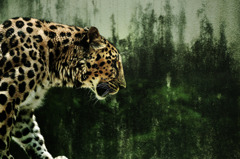 Amur leopard -RAW-
