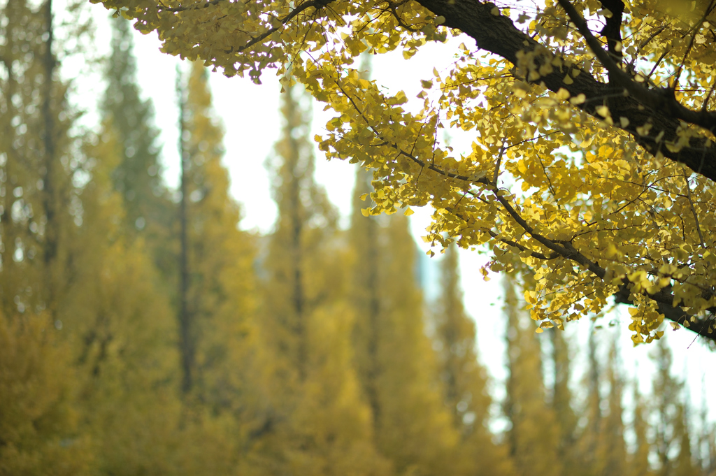 autumn for tokyoites 2017