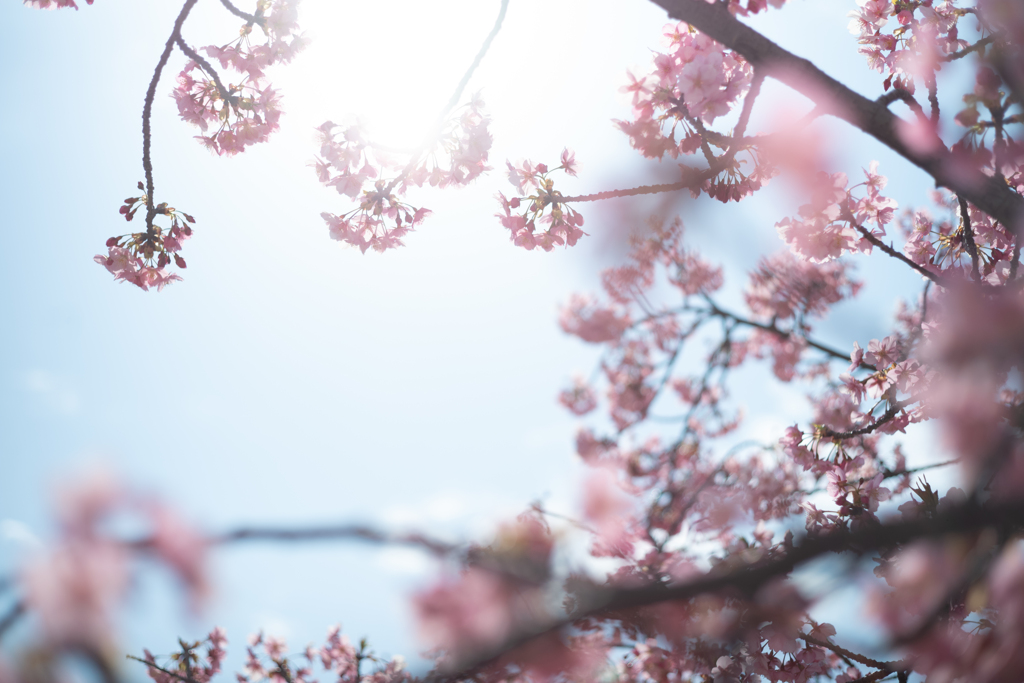 spring for tokyoites 2025