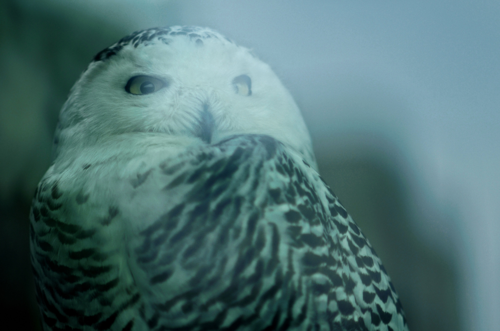 snowy owl