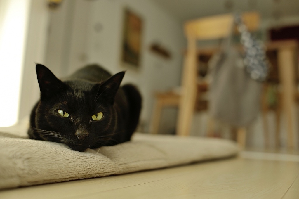 35mmcat