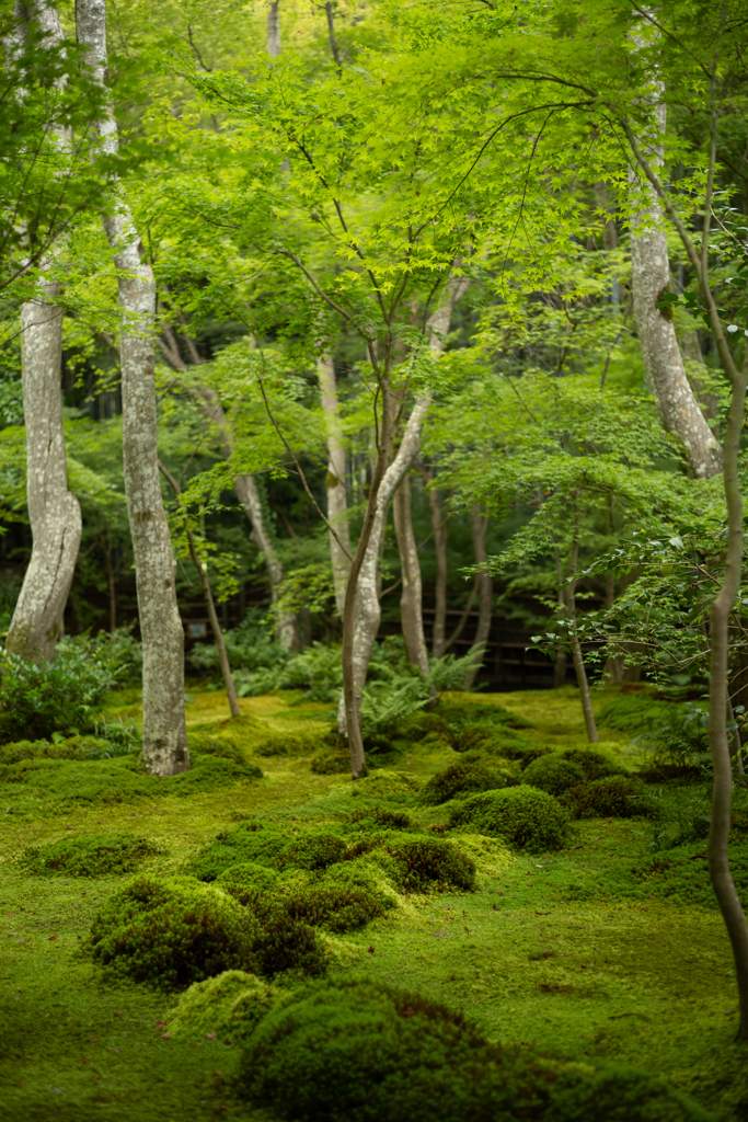 苔の寺