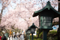 spring for tokyoites 2025