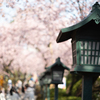 spring for tokyoites 2025