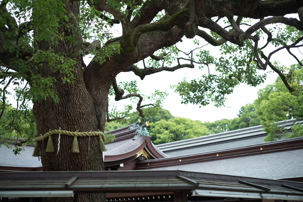 大楠