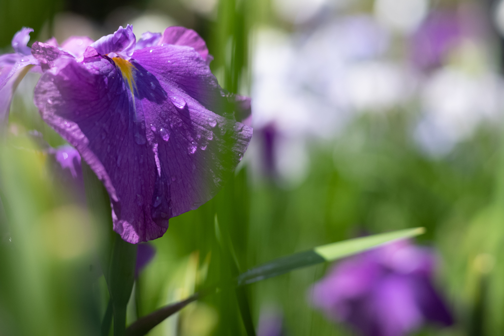 花菖蒲の季節