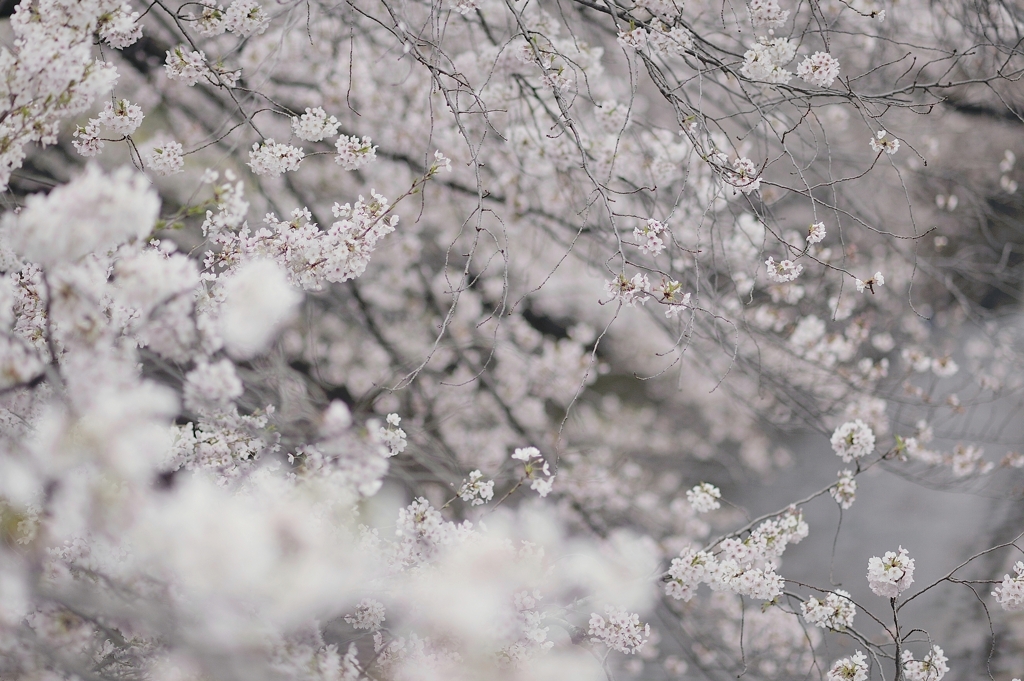 spring for tokyoites 2021