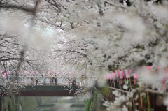 spring for tokyoites