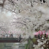 spring for tokyoites