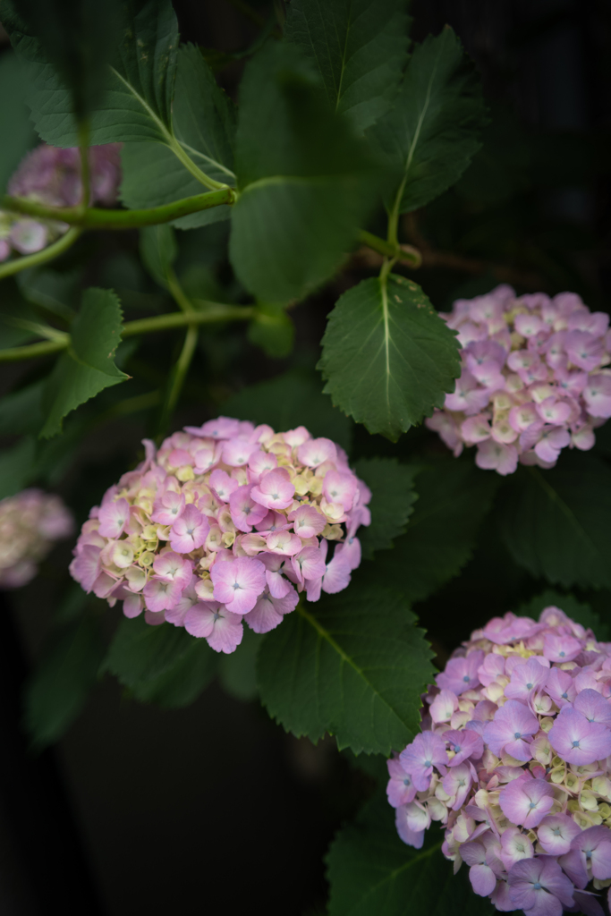 紫陽花の季節