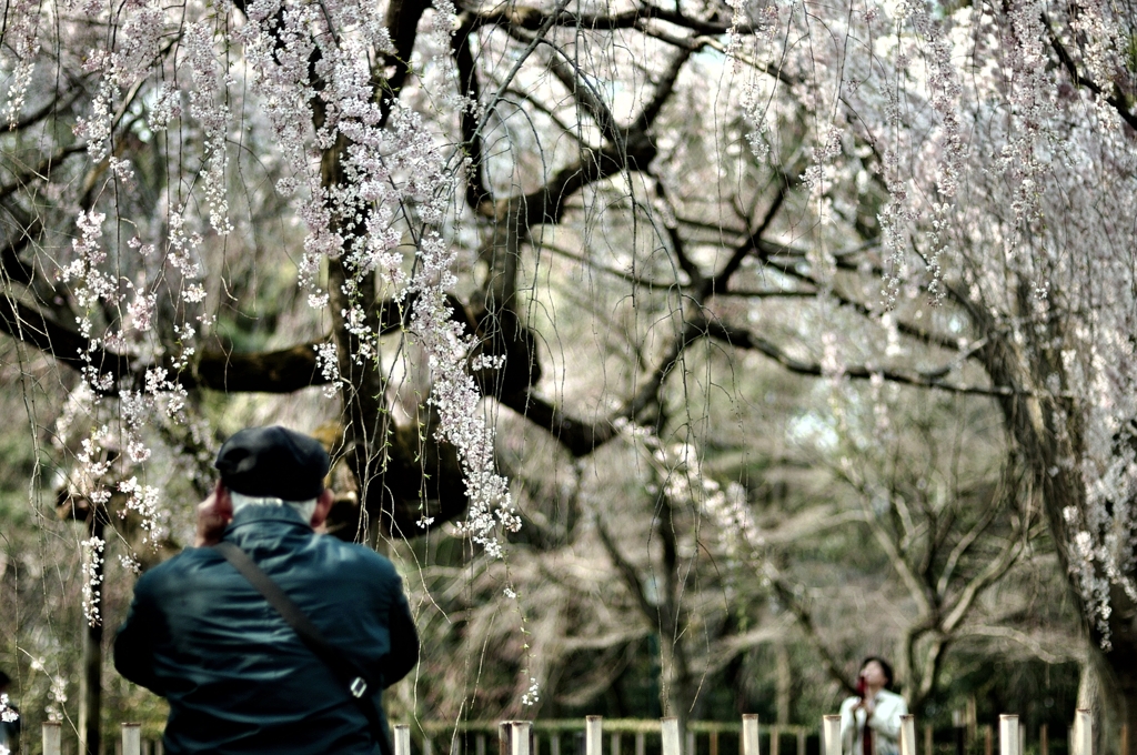 枝垂桜