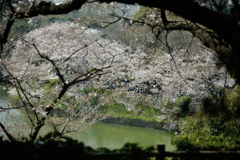 spring for tokyoites