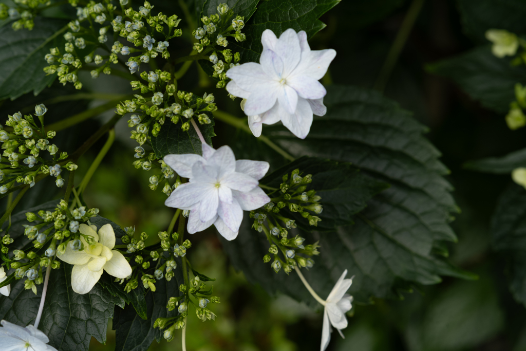 紫陽花の季節